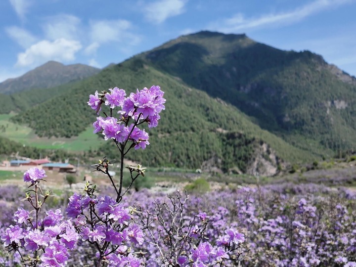 青海互助：杜鹃花开映高山 ??